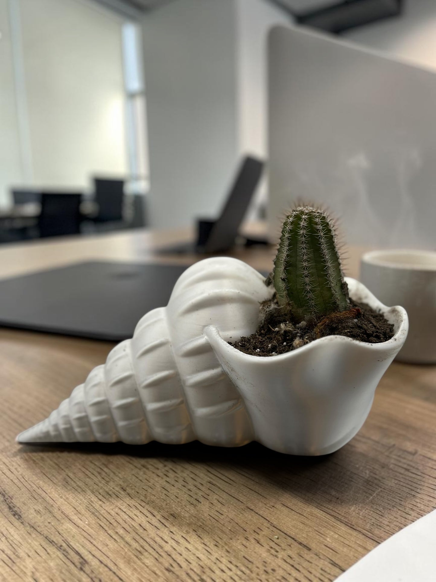 Shell 2" Planter