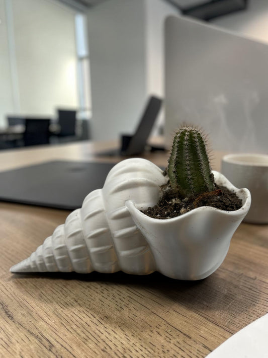Shell 2" Planter